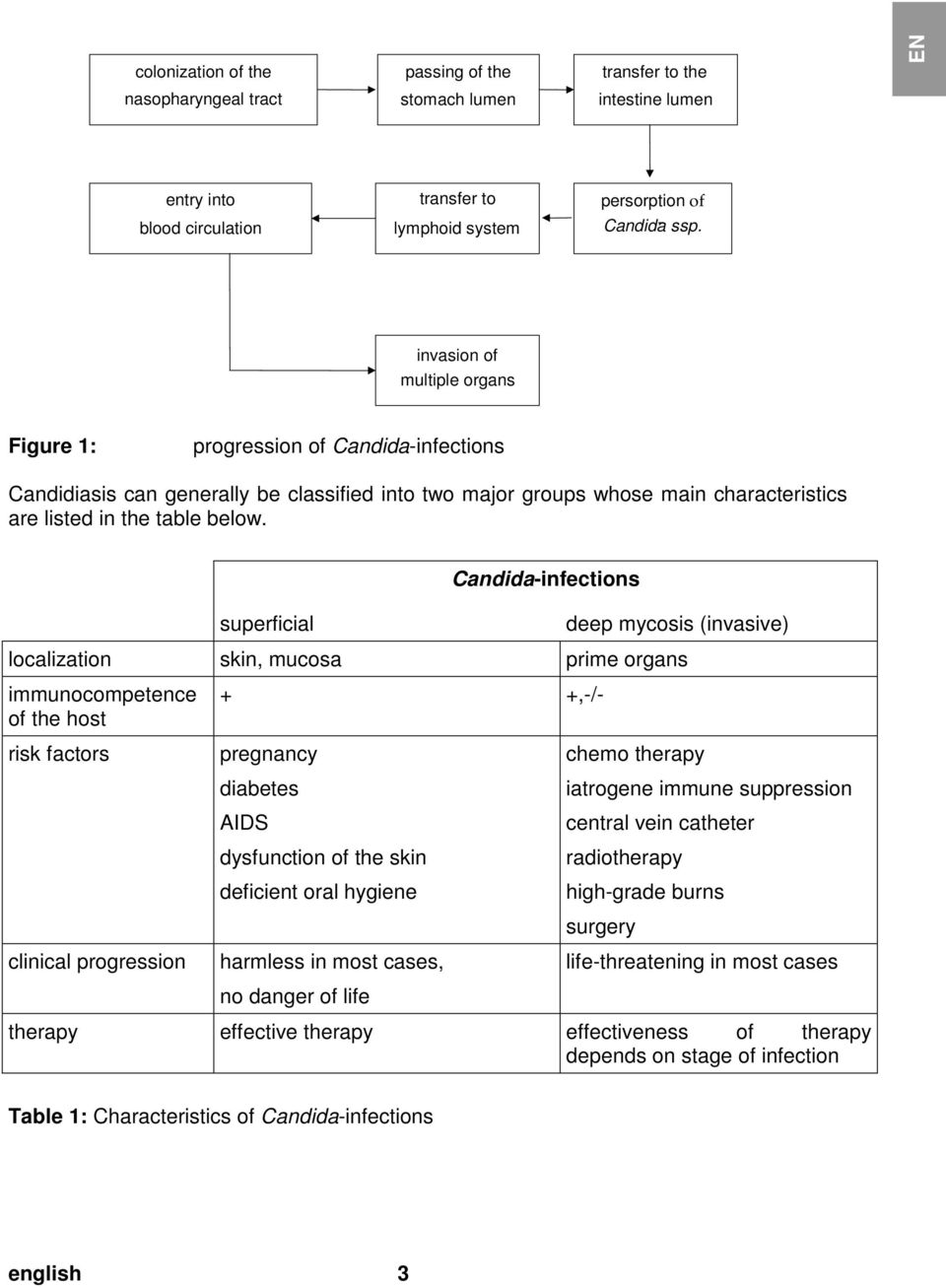 superficial Candida-infections deep mycosis (invasive) localization skin, mucosa prime organs immunocompetence of the host risk factors clinical progression + +,-/- pregnancy diabetes AIDS