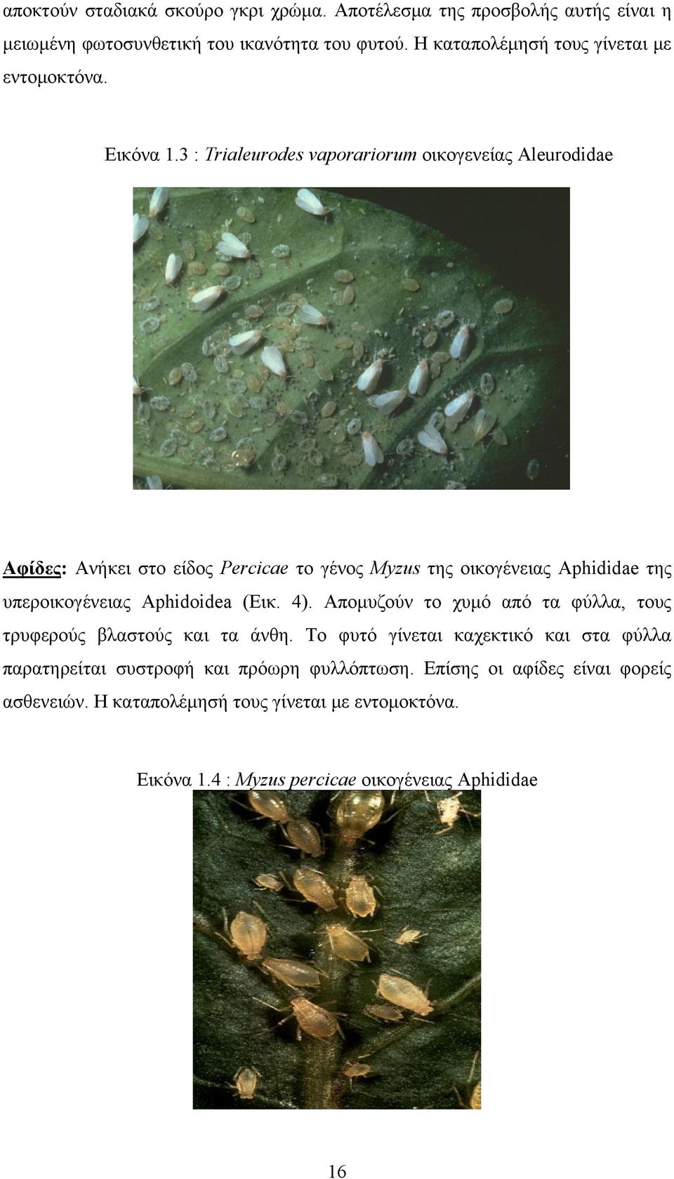 3 : Trialeurodes vaporariorum οικογενείας Aleurodidae Αφίδες: Ανήκει στο είδος Percicae το γένος Myzus της οικογένειας Aphididae της υπεροικογένειας Aphidoidea