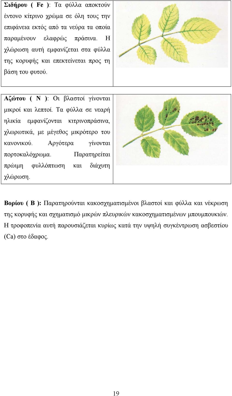 Τα φύλλα σε νεαρή ηλικία εμφανίζονται κιτρινοπράσινα, χλωρωτικά, με μέγεθος μικρότερο του κανονικού. Αργότερα γίνονται πορτοκαλόχρωμα.