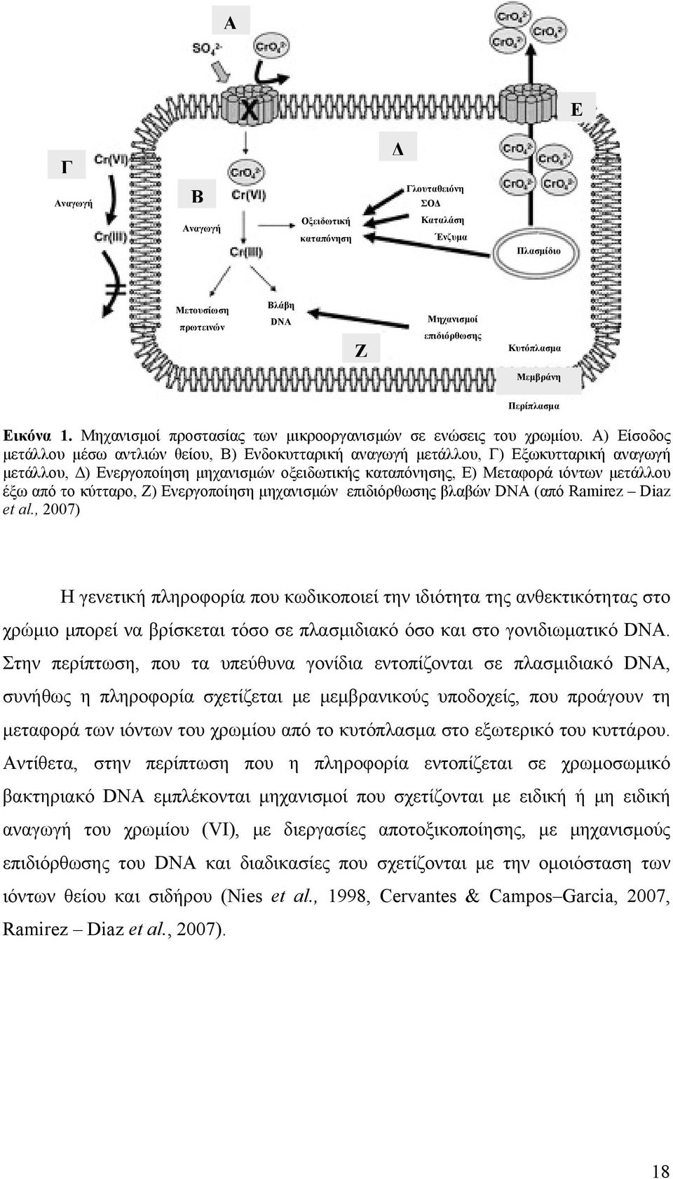 Α) Είσοδος μετάλλου μέσω αντλιών θείου, Β) Ενδοκυτταρική αναγωγή μετάλλου, Γ) Εξωκυτταρική αναγωγή μετάλλου, Δ) Ενεργοποίηση μηχανισμών οξειδωτικής καταπόνησης, Ε) Μεταφορά ιόντων μετάλλου έξω από το