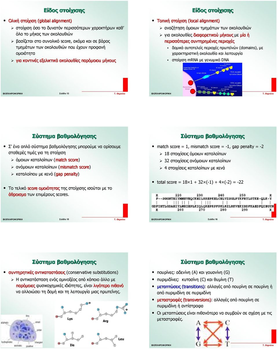 διαφορετικού µήκους µε µία ή περισσότερες συντηρηµένες περιοχές δοµικά αυτοτελείς περιοχές πρωτεϊνών (domains), µε χαρακτηριστική ακολουθία και λειτουργία στοίχιση mrna µε γενωµικό DNA Σελίδα 13