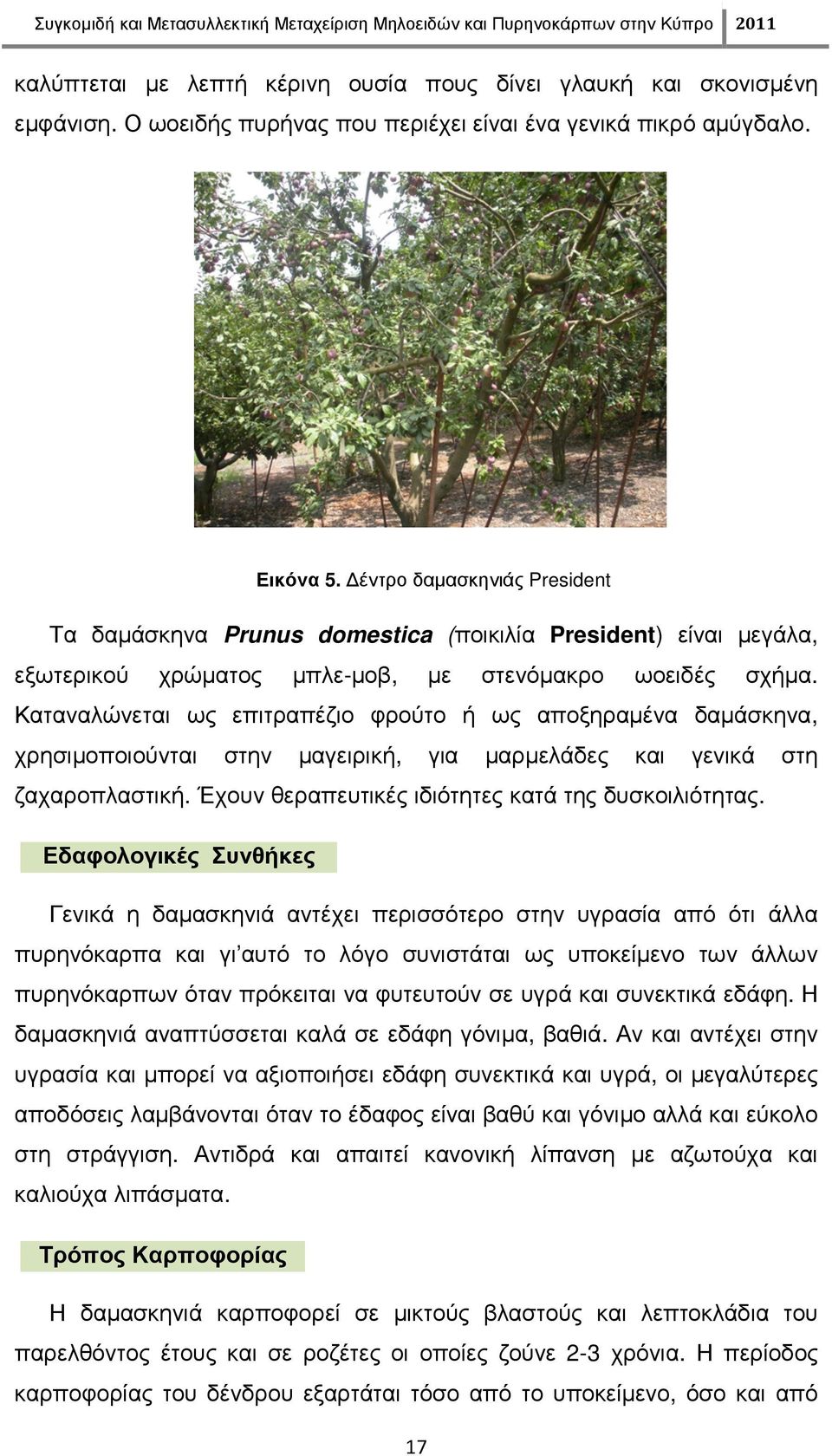 έντρο δαµασκηνιάς President Τα δαµάσκηνα Prunus domestica (ποικιλία President) είναι µεγάλα, εξωτερικού χρώµατος µπλε-µοβ, µε στενόµακρο ωοειδές σχήµα.