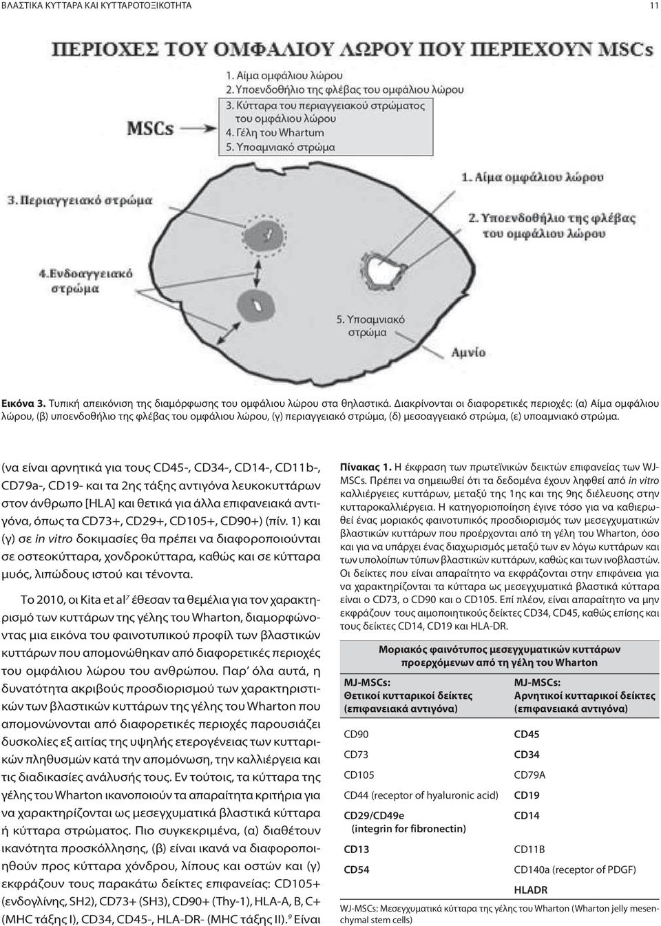 (να είναι αρνητικά για τους CD45-, CD34-, CD14-, CD11b-, CD79a-, CD19- και τα 2ης τάξης αντιγόνα λευκοκυττάρων στον άνθρωπο [HLA] και θετικά για άλλα επιφανειακά αντιγόνα, όπως τα CD73+, CD29+,