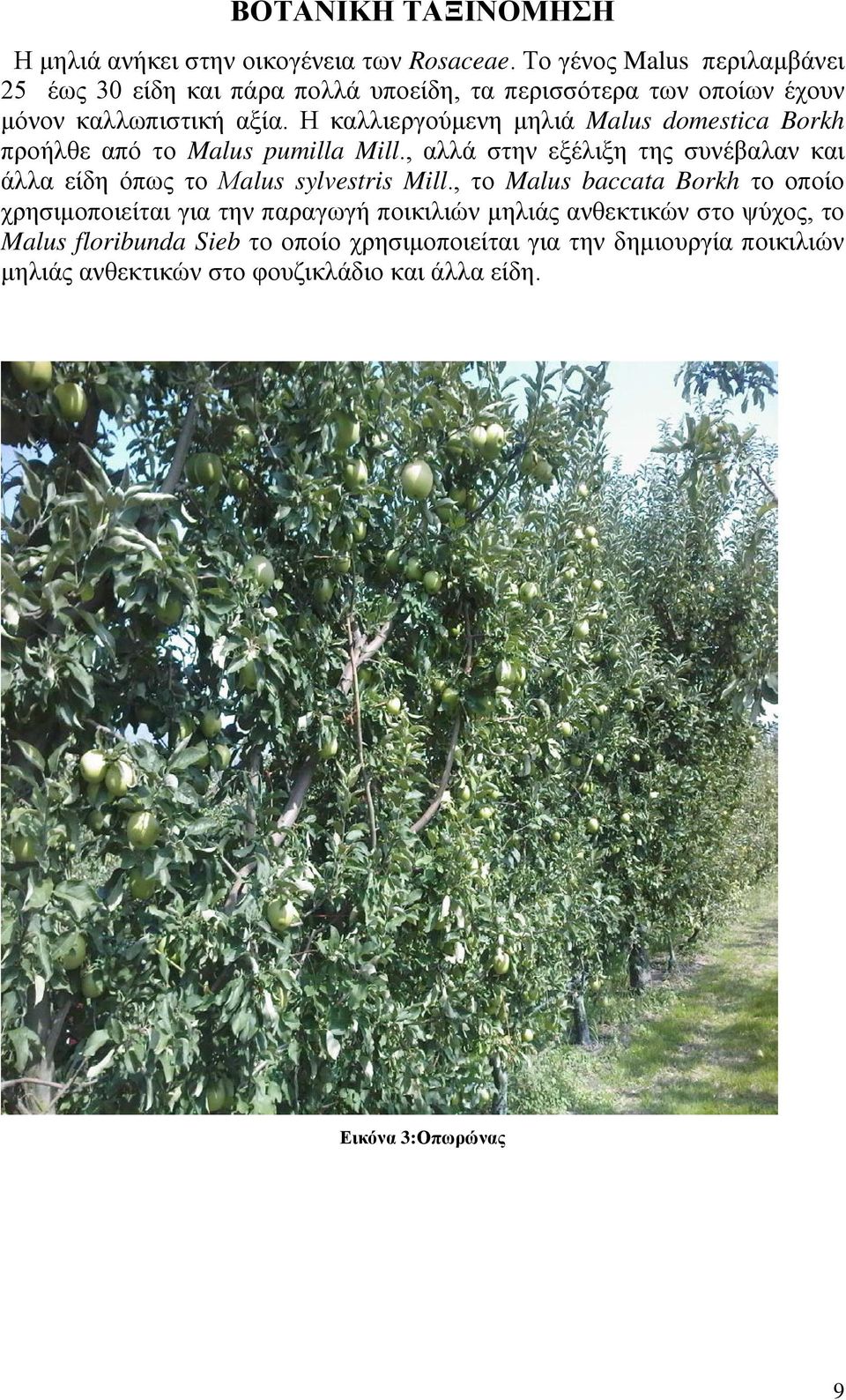 Η καλλιεργούμενη μηλιά Malus domestica Borkh προήλθε από το Malus pumilla Mill.
