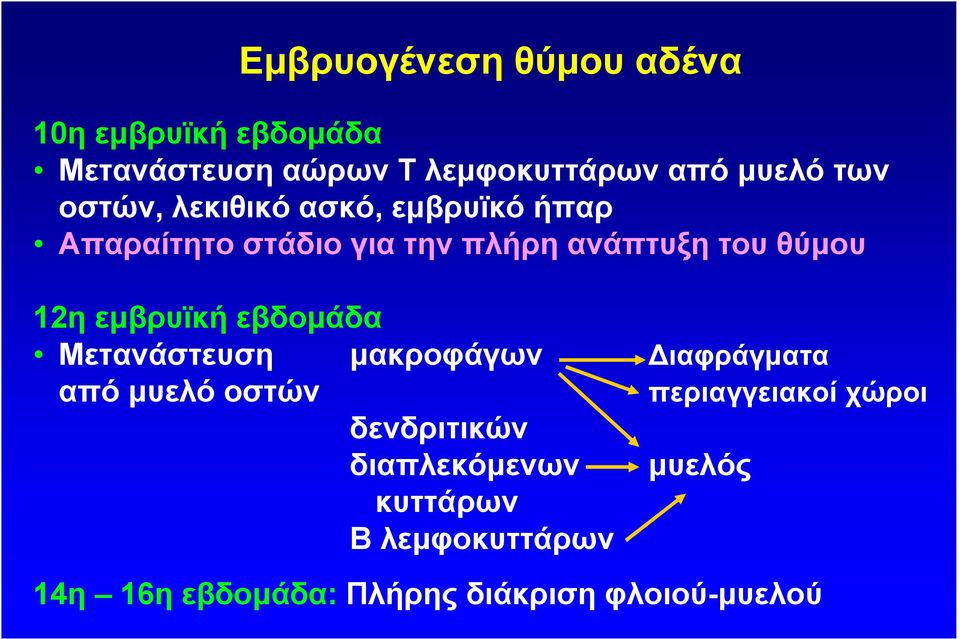 εµβρυϊκή εβδοµάδα Μετανάστευση µακροφάγων ιαφράγµατα από µυελό οστών δενδριτικών διαπλεκόµενων