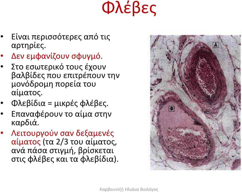 αίματος. Φλεβίδια = μικρές φλέβες. Επαναφέρουν το αίμα στην καρδιά.