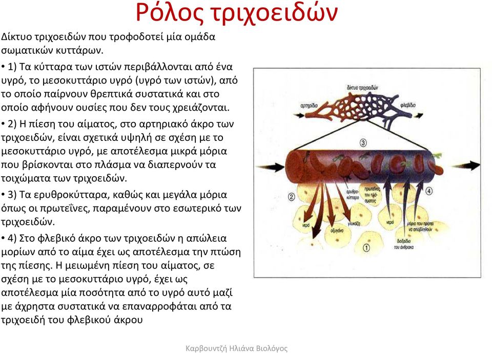 2) Ηπίεσητουαίματος, στοαρτηριακόάκροτων τριχοειδών, είναι σχετικά υψηλή σε σχέση με το μεσοκυττάριο υγρό, με αποτέλεσμα μικρά μόρια που βρίσκονται στο πλάσμα να διαπερνούν τα τοιχώματα των