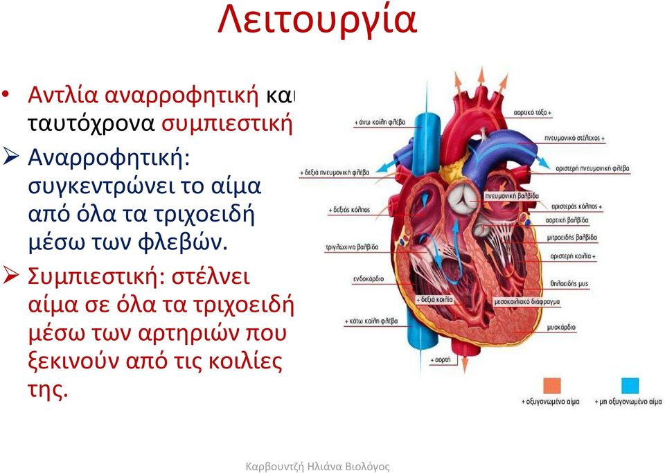 Αναρροφητική: συγκεντρώνει το αίμα από όλα τα τριχοειδή