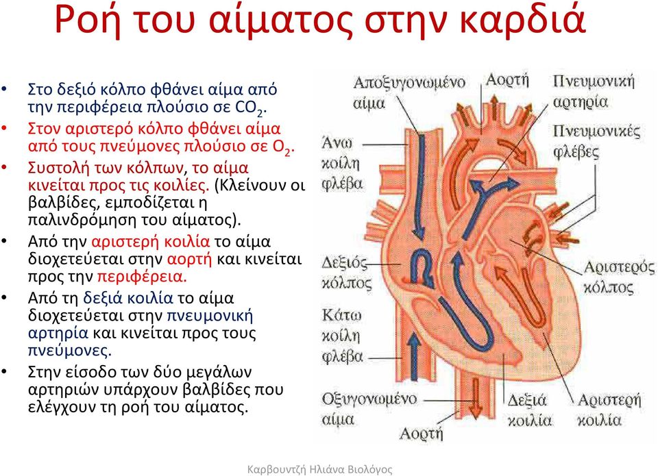 (κλείνουν οι βαλβίδες, εμποδίζεται η παλινδρόμηση του αίματος).