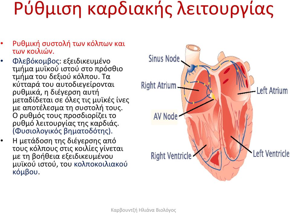 Τα κύτταρά του αυτοδιεγείρονται ρυθμικά, η διέγερση αυτή μεταδίδεται σε όλες τις μυϊκές ίνες μεαποτέλεσματησυστολήτους.