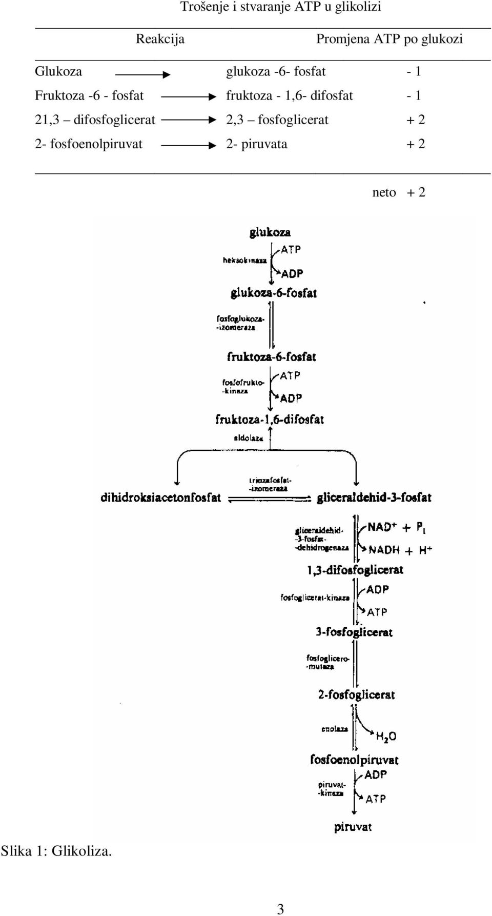 fruktoza - 1,6- difosfat - 1 21,3 difosfoglicerat 2,3