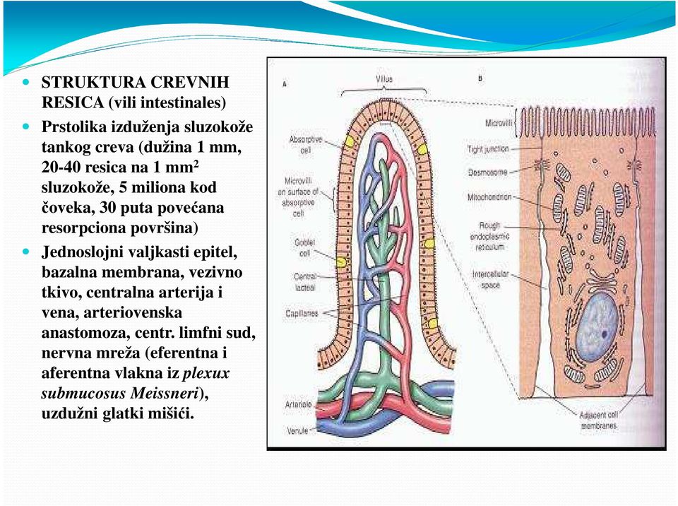 valjkasti epitel, bazalna membrana, vezivno tkivo, centralna arterija i vena, arteriovenska anastomoza,