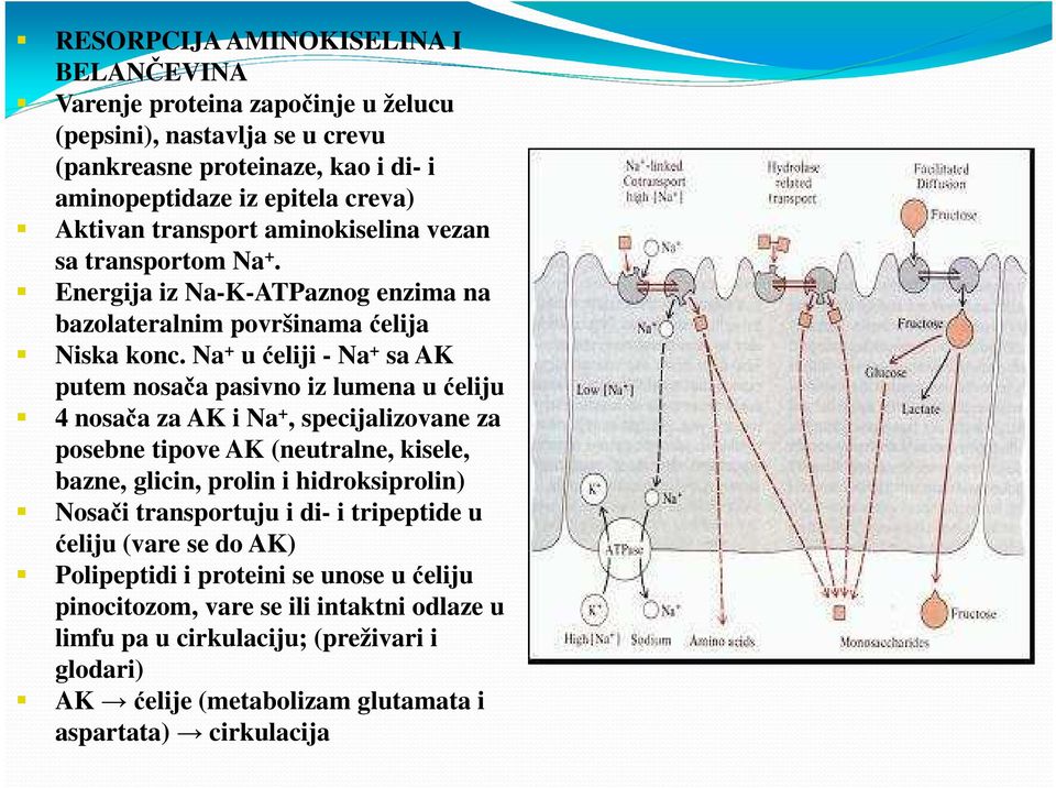 Na + u ćeliji - Na + sa AK putem nosača pasivno iz lumena u ćeliju 4 nosača za AK i Na +, specijalizovane za posebne tipove AK (neutralne, kisele, bazne, glicin, prolin i hidroksiprolin)