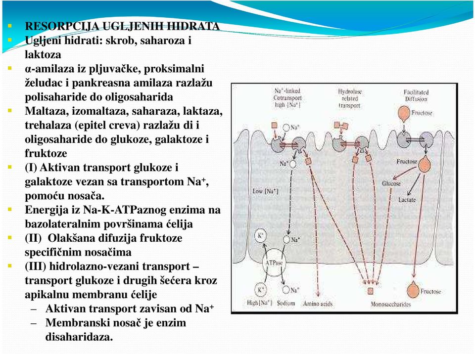 i galaktoze vezan sa transportom Na +, pomoću nosača.