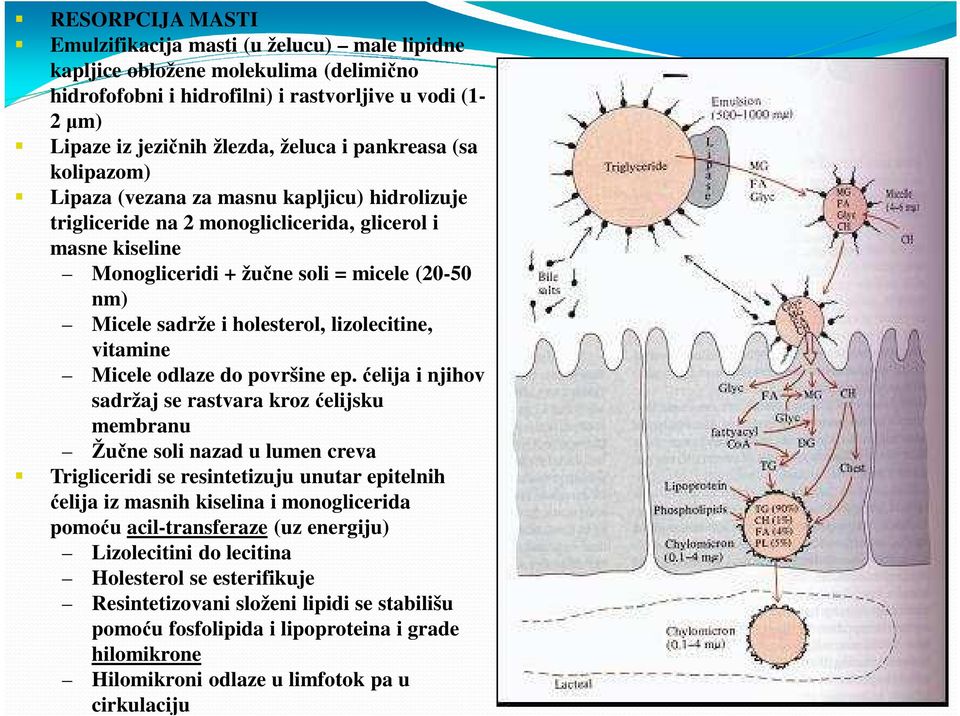 holesterol, lizolecitine, vitamine Micele odlaze do površine ep.