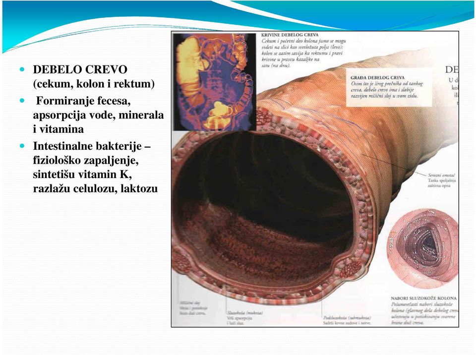 vitamina Intestinalne bakterije fiziološko