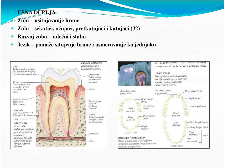 (32) Razvoj zuba mlečni i stalni Jezik