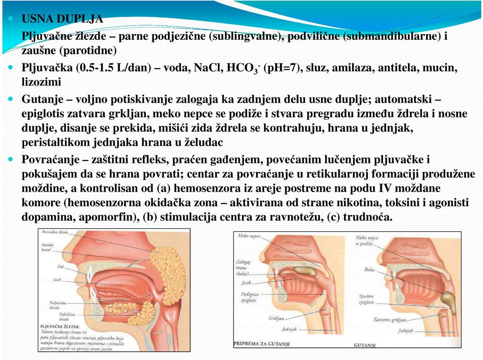 podiže i stvara pregradu između ždrela i nosne duplje, disanje se prekida, mišići zida ždrela se kontrahuju, hrana u jednjak, peristaltikom jednjaka hrana u želudac Povraćanje zaštitni refleks,