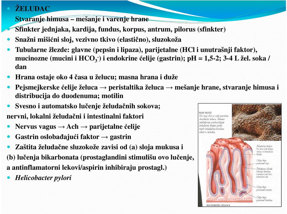 soka / dan Hrana ostaje oko 4 časa u želucu; masna hrana i duže Pejsmejkerske ćelije želuca peristaltika želuca mešanje hrane, stvaranje himusa i distribucija do duodenuma; motilin Svesno i