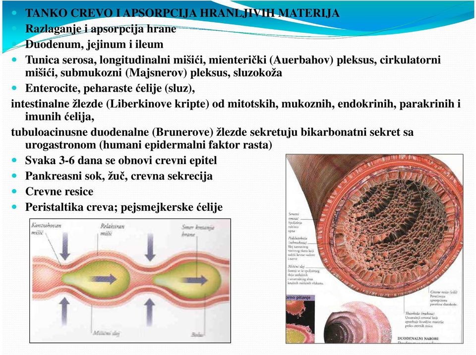 kripte) od mitotskih, mukoznih, endokrinih, parakrinih i imunih ćelija, tubuloacinusne duodenalne (Brunerove) žlezde sekretuju bikarbonatni sekret sa