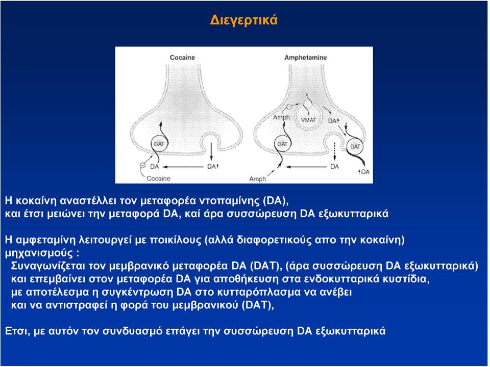 (άρα συσσώρευση DΑ εξωκυτταρικά) καιεπεμβαίνειστονμεταφορέαda για αποθήκευση στα ενδοκυτταρικά κυστίδια, με αποτέλεσμα η συγκέντρωση DA