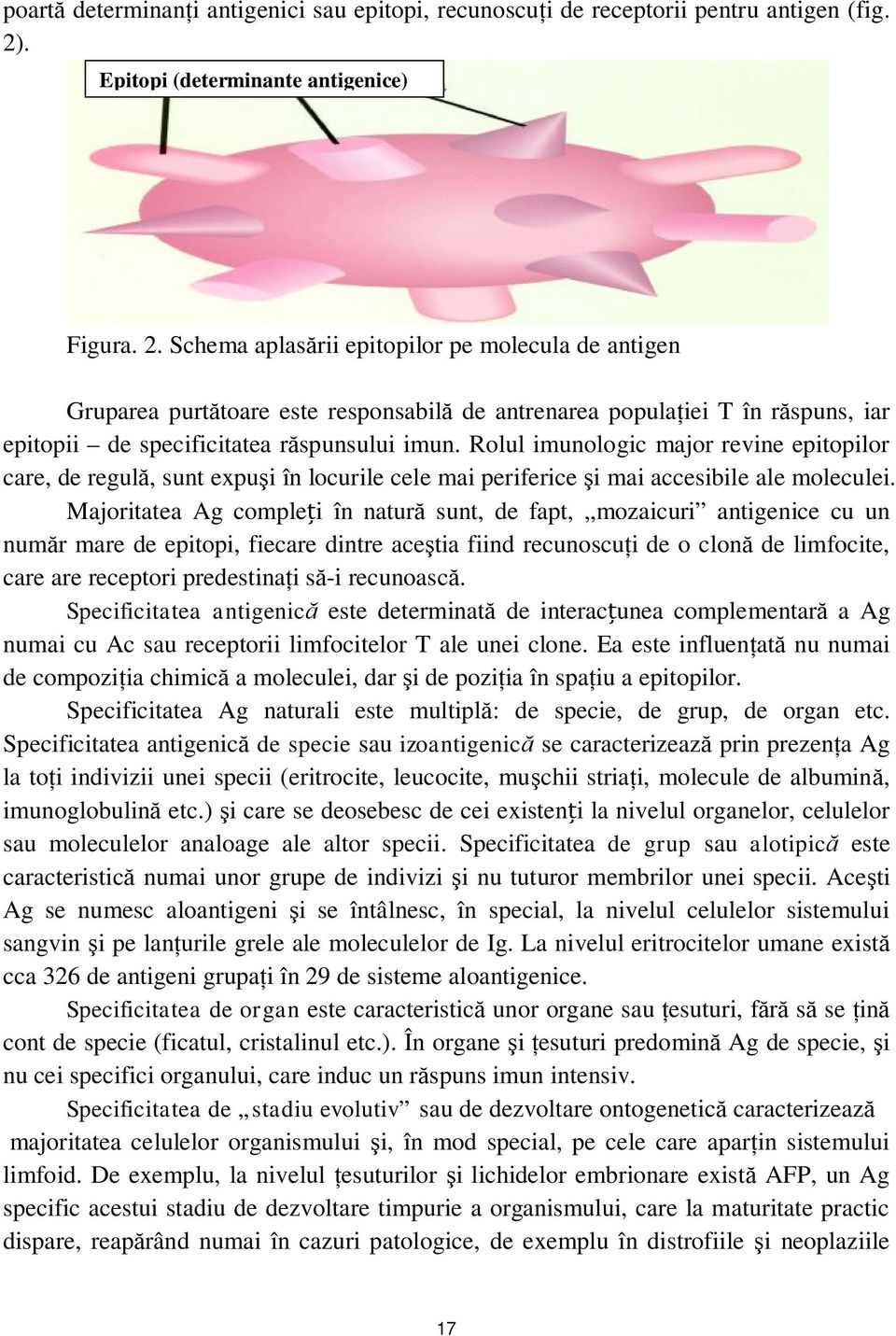 Schema aplasării epitopilor pe molecula de antigen Gruparea purtătoare este responsabilă de antrenarea populaţiei T în răspuns, iar epitopii de specificitatea răspunsului imun.
