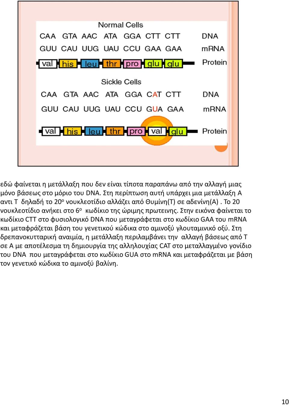 Στην εικόνα φαίνεται το κωδίκιο CTT στο φυσιολογικό DNA που μεταγράφεται στο κωδίκιο GAA του mrna και μεταφράζεται βάση του γενετικού κώδικα στο αμινοξύ γλουταμινικό οξύ.