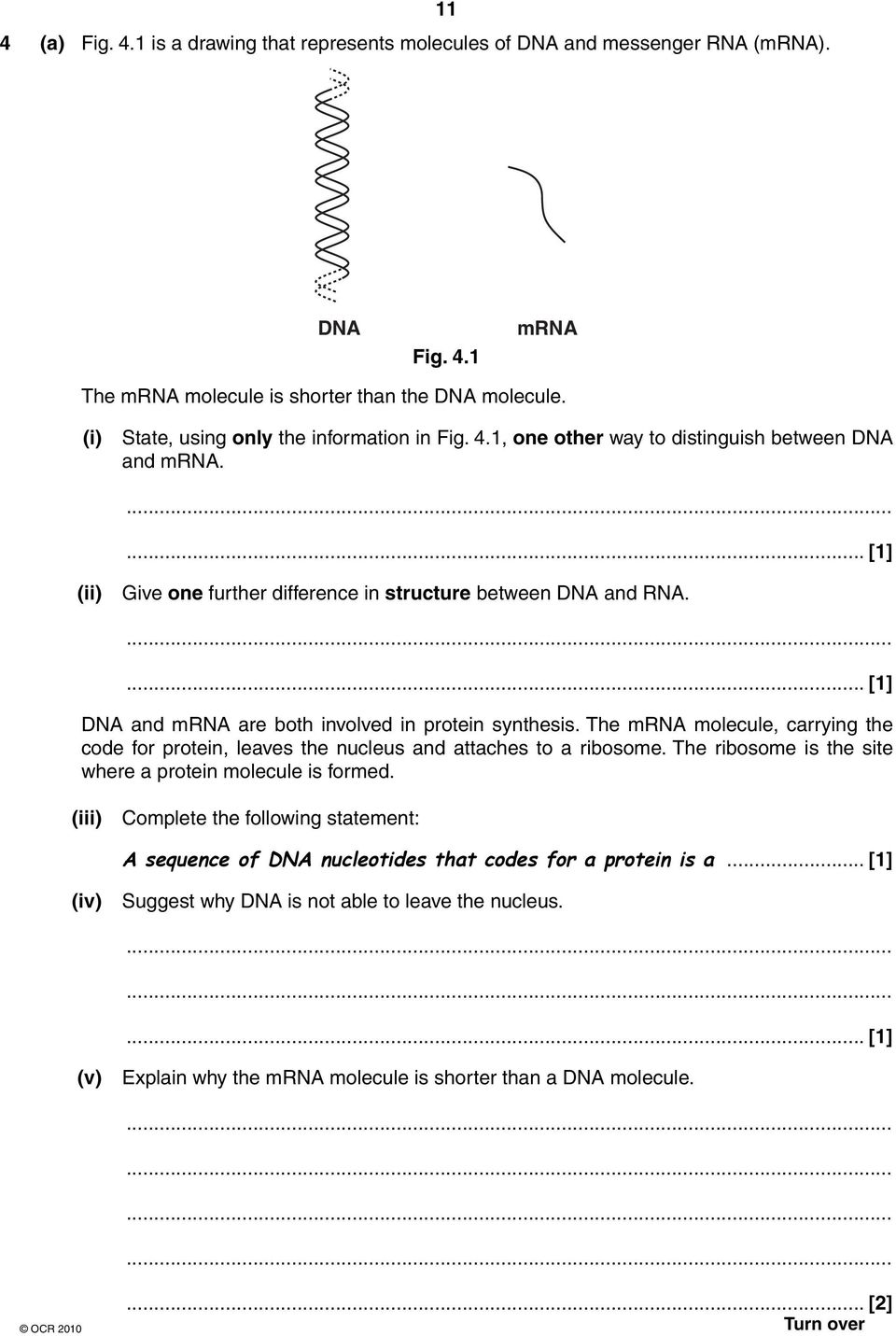 ... [1] DNA and mrna are both involved in protein synthesis. The mrna molecule, carrying the code for protein, leaves the nucleus and attaches to a ribosome.