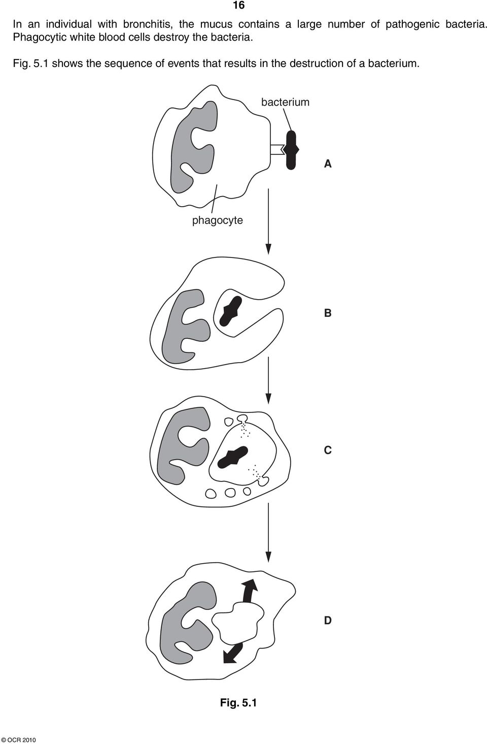 Phagocytic white blood cells destroy the bacteria. Fig. 5.