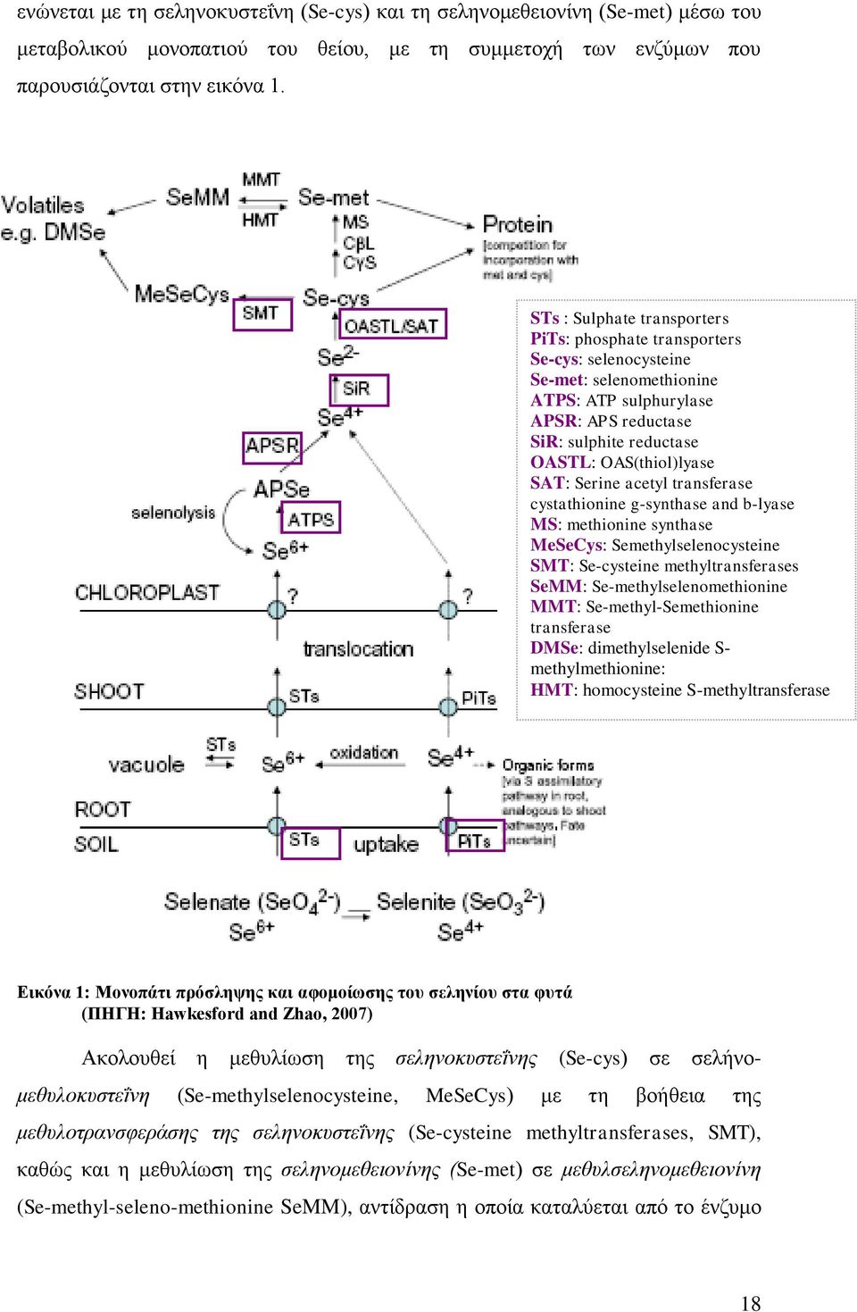 Serine acetyl transferase cystathionine g-synthase and b-lyase MS: methionine synthase MeSeCys: Semethylselenocysteine SMT: Se-cysteine methyltransferases SeMM: Se-methylselenomethionine MMT: