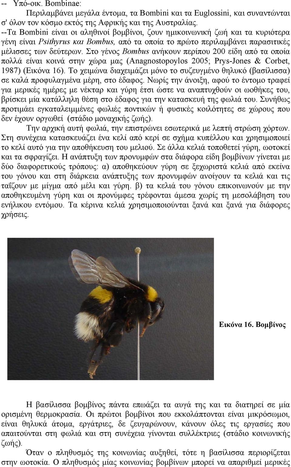 Στο γένος Bombus ανήκουν περίπου 200 είδη από τα οποία πολλά είναι κοινά στην χώρα µας (Anagnostopoylos 2005; Prys-Jones & Corbet, 1987) (Εικόνα 16).