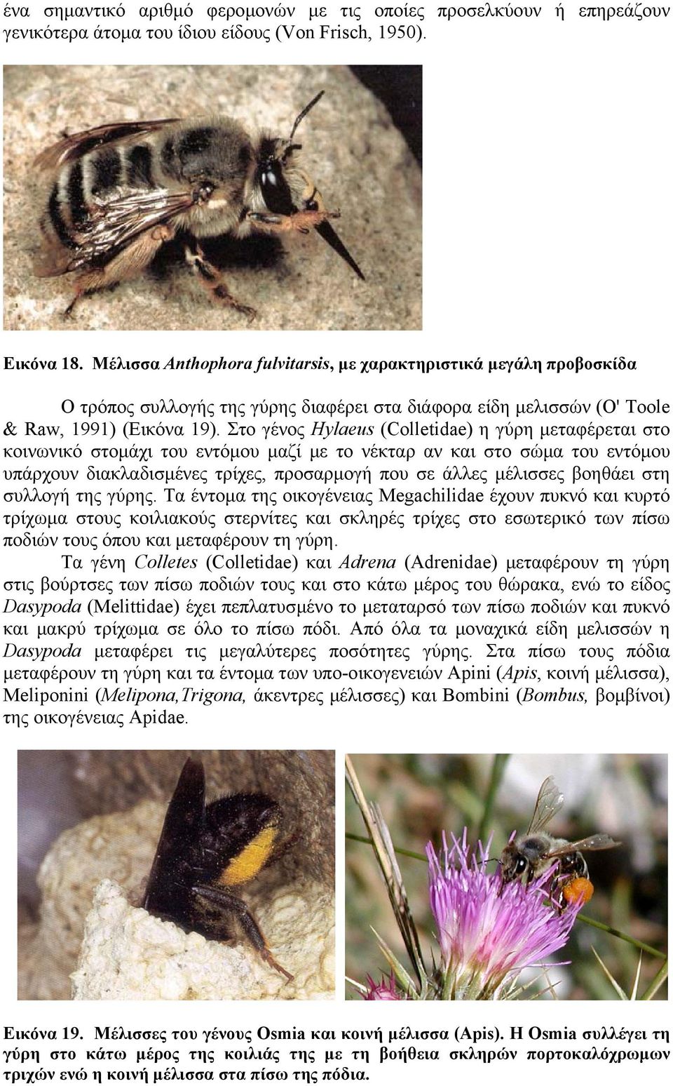 Στο γένος Hylaeus (Colletidae) η γύρη µεταφέρεται στο κοινωνικό στοµάχι του εντόµου µαζί µε το νέκταρ αν και στο σώµα του εντόµου υπάρχουν διακλαδισµένες τρίχες, προσαρµογή που σε άλλες µέλισσες