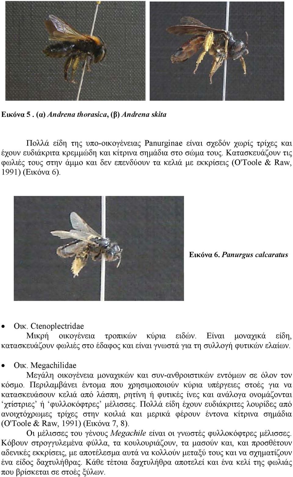 Ctenoplectridae Μικρή οικoγένεια τροπικών κύρια ειδών. Είναι µοναχικά είδη, κατασκευάζουν φωλιές στο έδαφος και είναι γνωστά για τη συλλογή φυτικών ελαίων. Οικ.