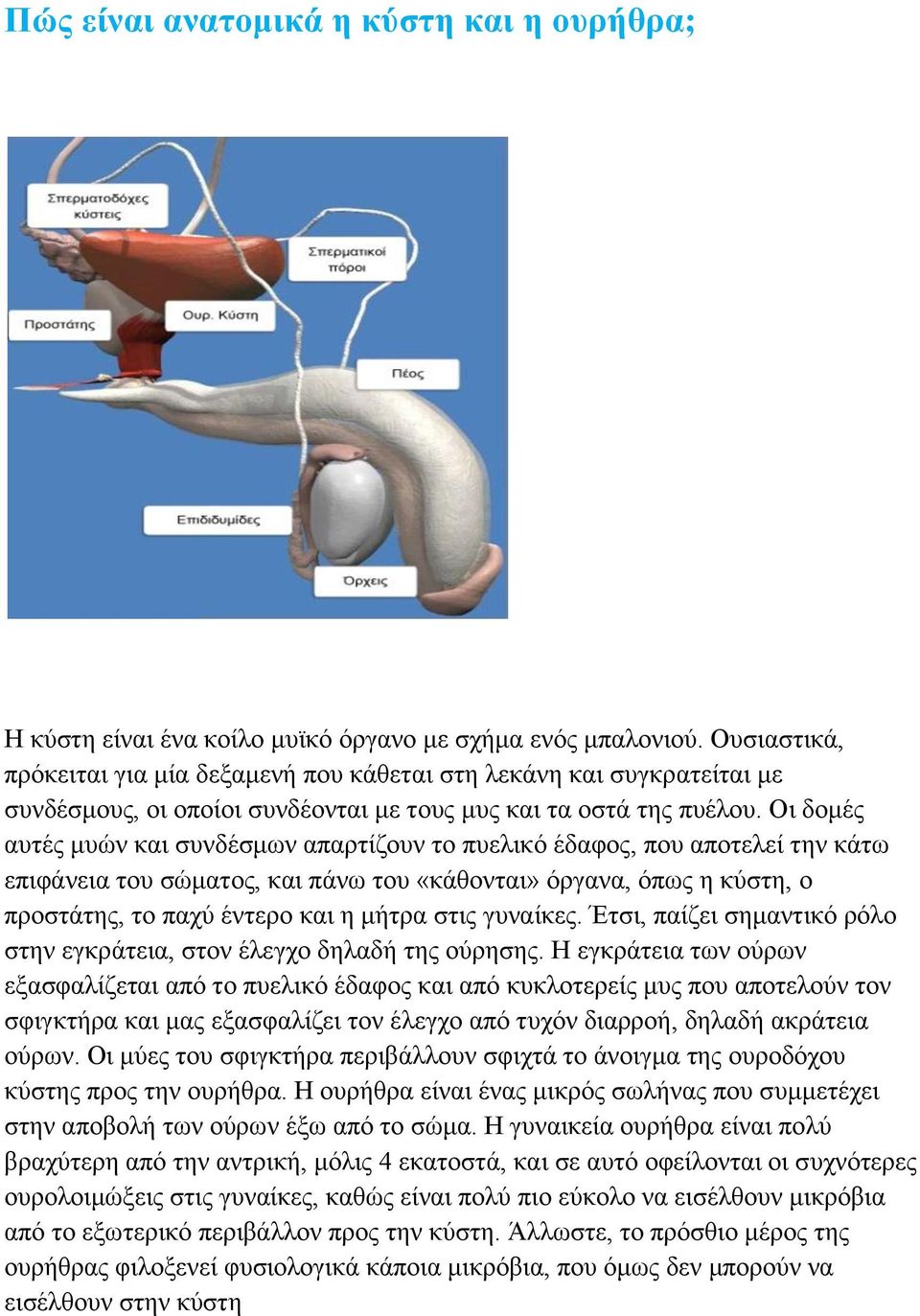 Οη δνκέο απηέο κπώλ θαη ζπλδέζκσλ απαξηίδνπλ ην ππειηθό έδαθνο, πνπ απνηειεί ηελ θάησ επηθάλεηα ηνπ ζώκαηνο, θαη πάλσ ηνπ «θάζνληαη» όξγαλα, όπσο ε θύζηε, ν πξνζηάηεο, ην παρύ έληεξν θαη ε κήηξα ζηηο