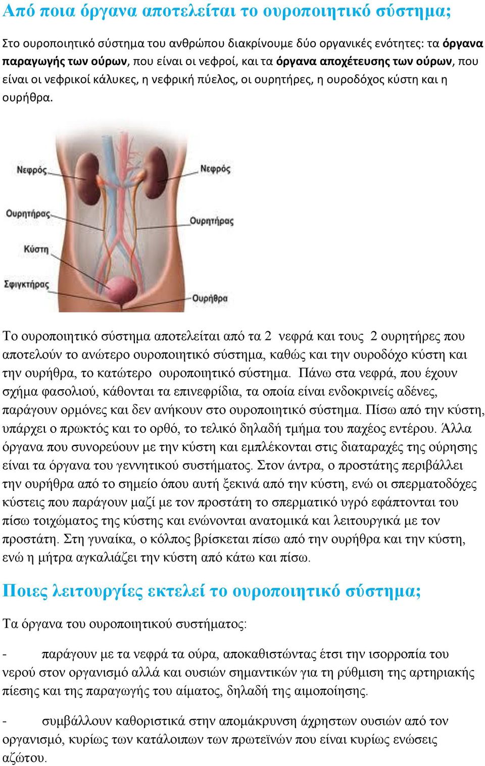 To νπξνπνηεηηθό ζύζηεκα απνηειείηαη από ηα 2 λεθξά θαη ηνπο 2 νπξεηήξεο πνπ απνηεινύλ ην αλώηεξν νπξνπνηεηηθό ζύζηεκα, θαζώο θαη ηελ νπξνδόρν θύζηε θαη ηελ νπξήζξα, ην θαηώηεξν νπξνπνηεηηθό ζύζηεκα.