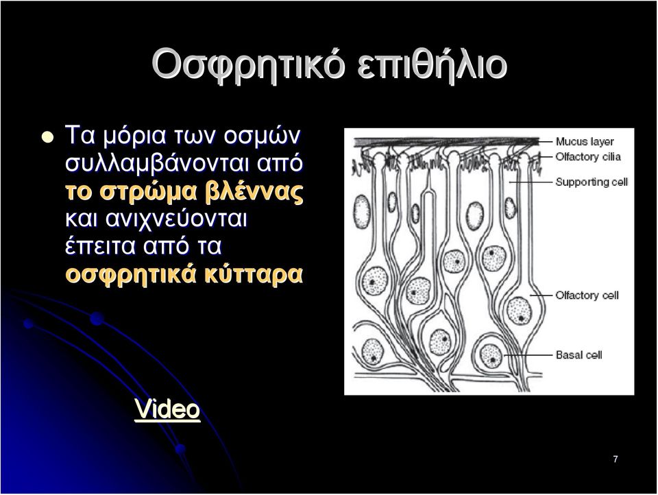 στρώμα βλέννας και ανιχνεύονται