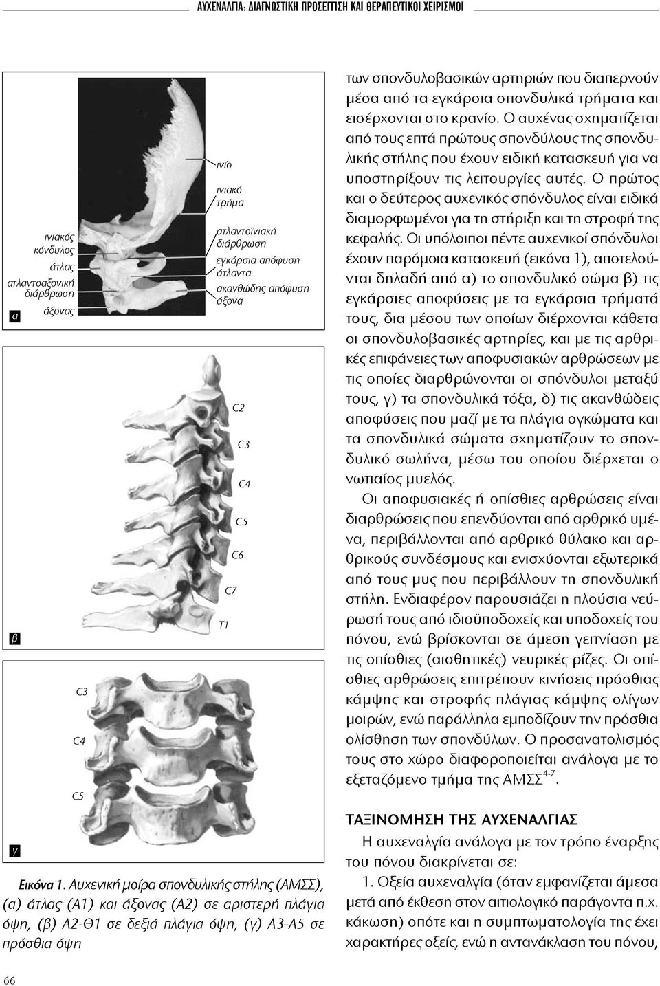 εγκάρσια απόφυση άτλαντα ακανθώδης απόφυση άξονα T1 C7 C2 C3 C5 C6 C4 των σπον δυ λο βα σι κών αρ τη ριών που δια περ νούν μέ σα α πό τα ε γκάρ σια σπον δυ λι κά τρή μα τα και ει σέρ χο νται στο κρα