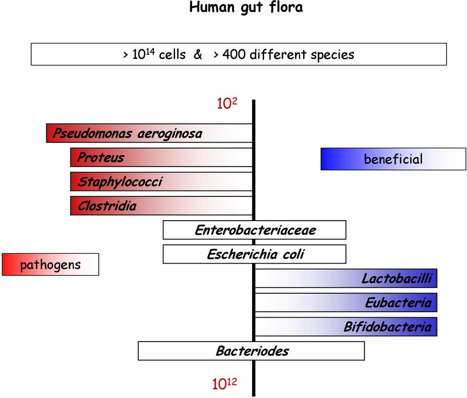 Clostridia pathogens Enterobacteriaceae Escherichia coli