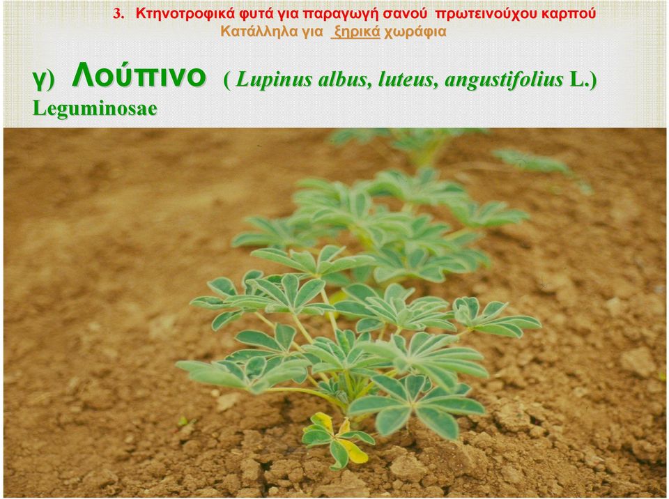 χωράφια Λούπινο ( Lupinus albus, luteus,