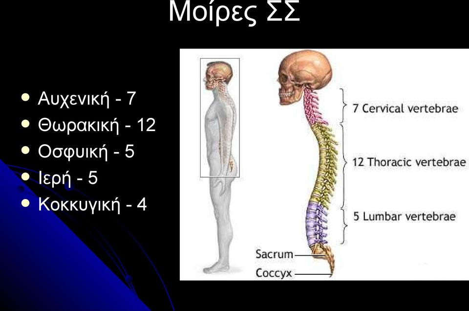 Θωρακική - 12