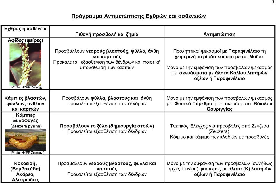 Μόλν κε ηελ εκθάληζε ησλ πξνζβνιώλ ςεθαζκόο κε ζθεπάζκαηα κε άιαηα Καιίνπ ιηπαξώλ νμέσλ ή Παξαθηλέιαην Κάκπηεο βιαζηώλ, θύιισλ, αλζέσλ θαη θαξπώλ Κάκπηεο Ξπινθάγεο (Zeuzera pyrina) Πξνζβάινπλ θύιια,