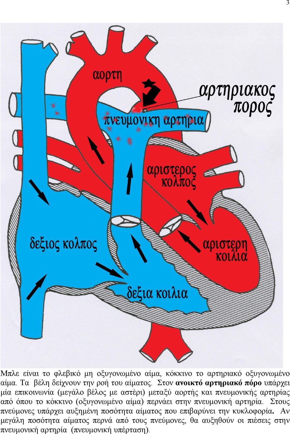 κόκκινο (οξυγονωµένο αίµα) περνάει στην πνευµονική αρτηρία.