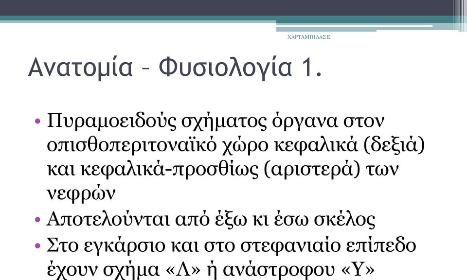 θεθαιηθά (δεμηά) θαη θεθαιηθά-πξνζζίσο (αξηζηεξά) ησλ λεθξψλ
