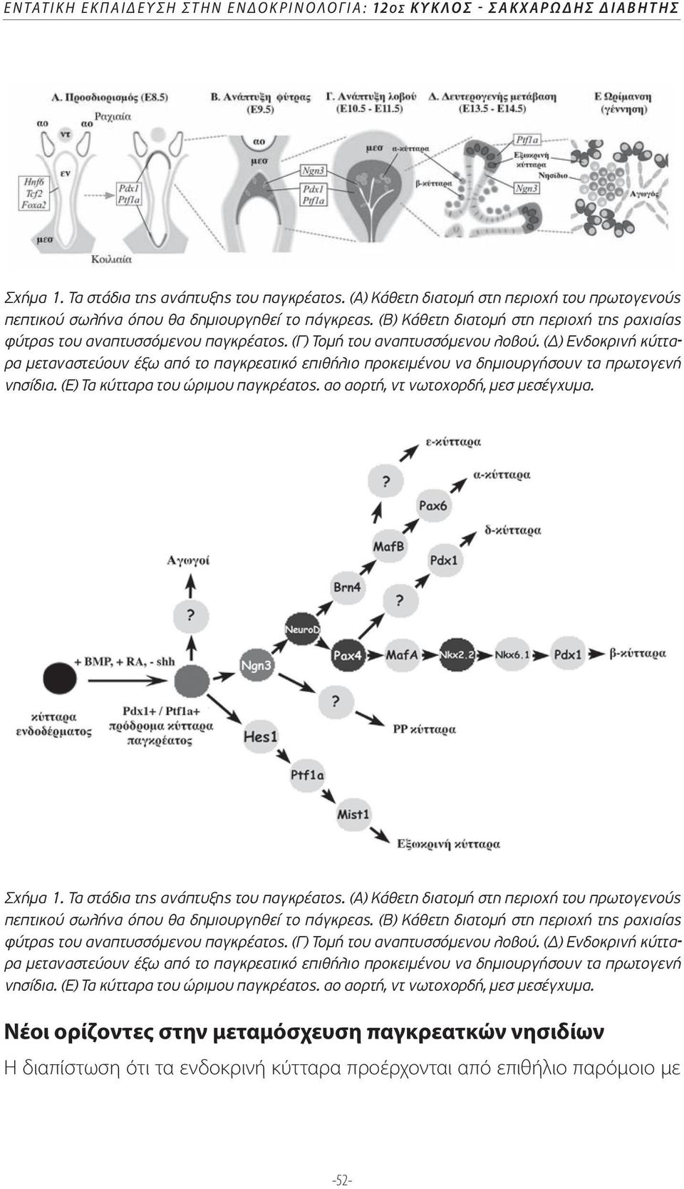 (Γ) Τοµή του αναπτυσσόµενου λοβού. ( ) Ενδοκρινή κύτταρα µεταναστεύουν έξω από το παγκρεατικό επιθήλιο προκειµένου να δηµιουργήσουν τα πρωτογενή νησίδια. (Ε) Τα κύτταρα του ώριµου παγκρέατος.