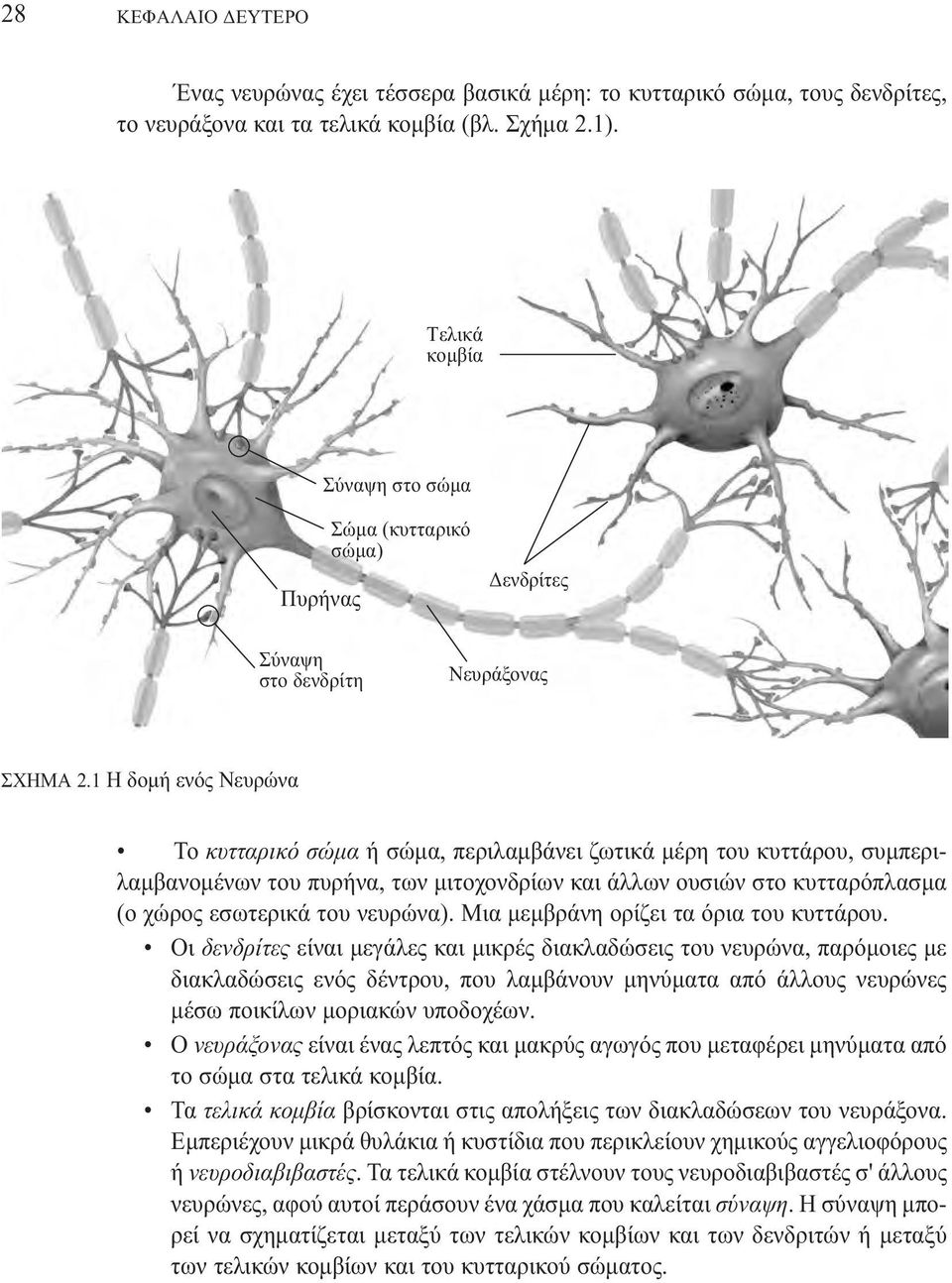 1 H δοµή ενός Nευρώνα Το κυτταρικό σώµα ή σώµα, περιλαµβάνει ζωτικά µέρη του κυττάρου, συµπεριλαµβανοµένων του πυρήνα, των µιτοχονδρίων και άλλων ουσιών στο κυτταρόπλασµα (ο χώρος εσωτερικά του