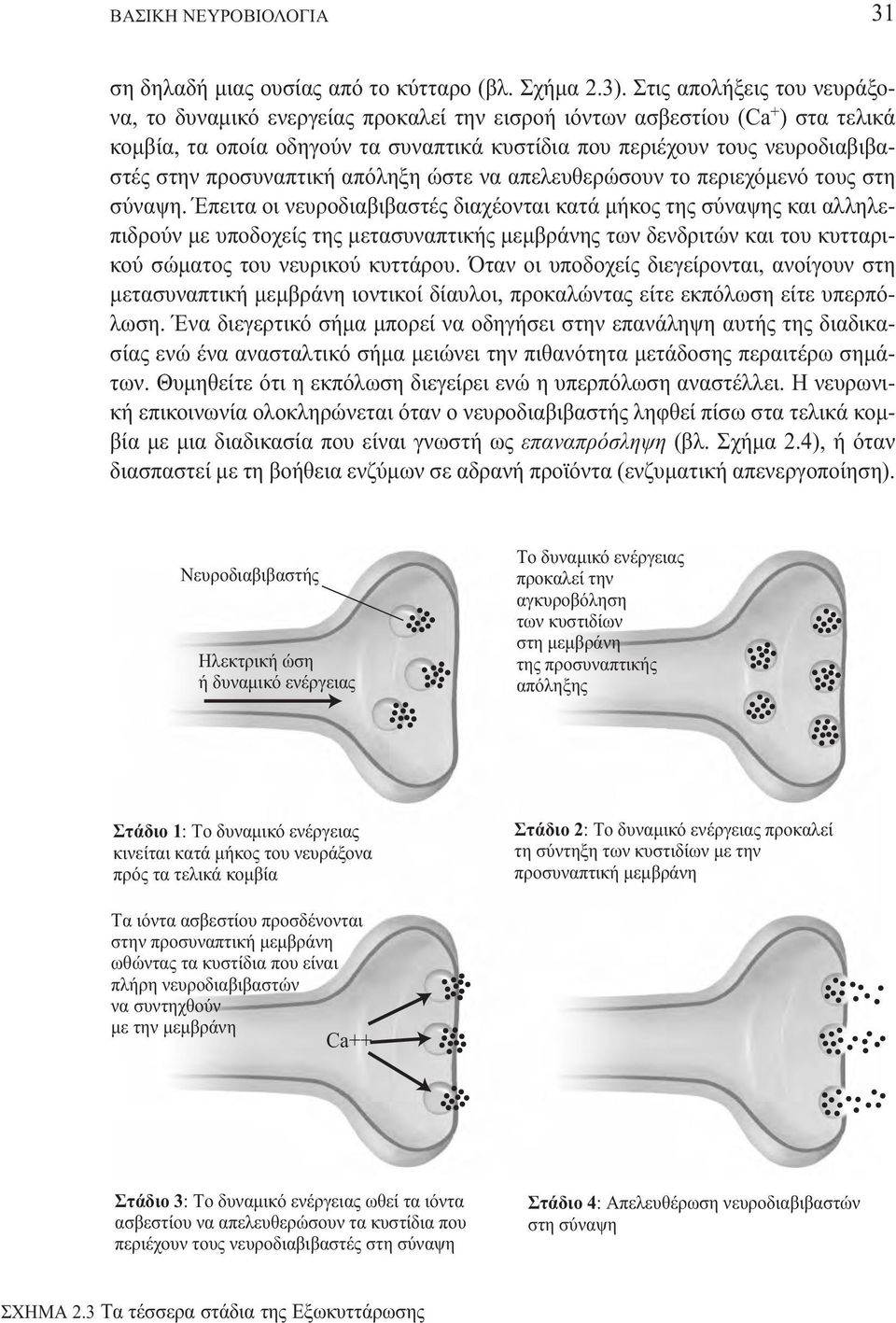 προσυναπτική απόληξη ώστε να απελευθερώσουν το περιεχόµενό τους στη σύναψη.