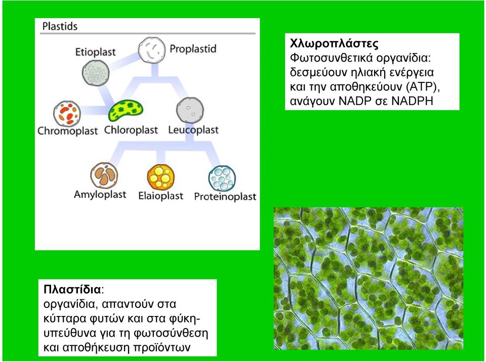Χλωροπλάστες Φωτοσυνθετικά οργανίδια: δεσμεύουν ηλιακή
