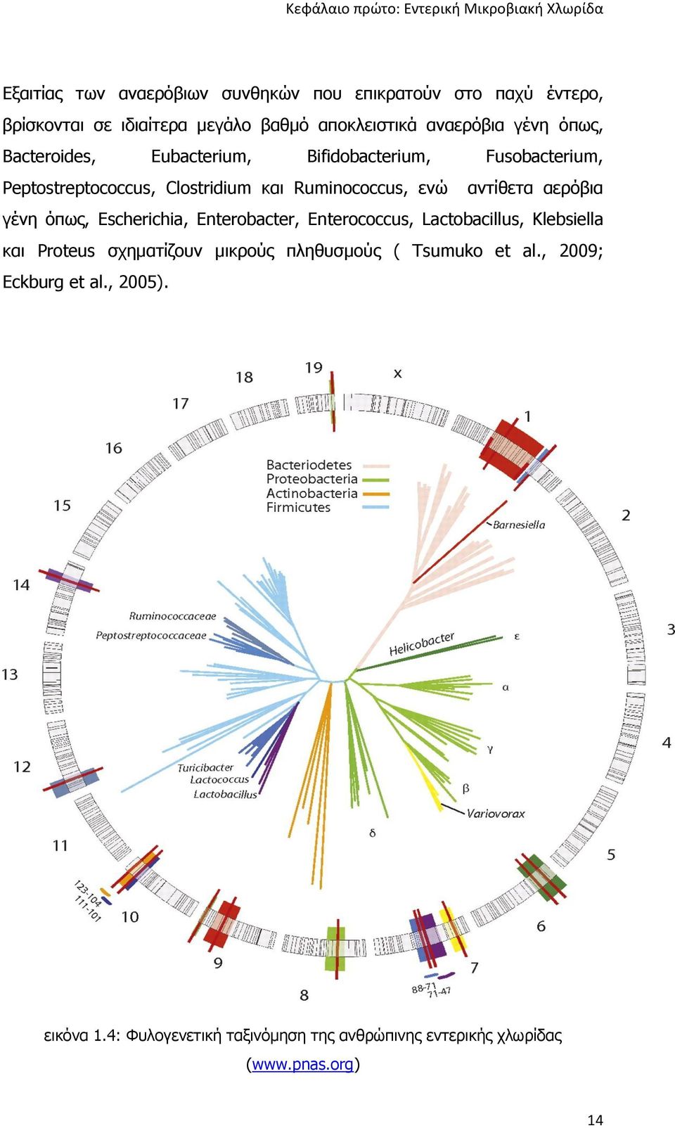 Ruminococcus, ενώ αντίθετα αερόβια γένη όπως, Escherichia, Enterobacter, Enterococcus, Lactobacillus, Klebsiella και Proteus σχηματίζουν