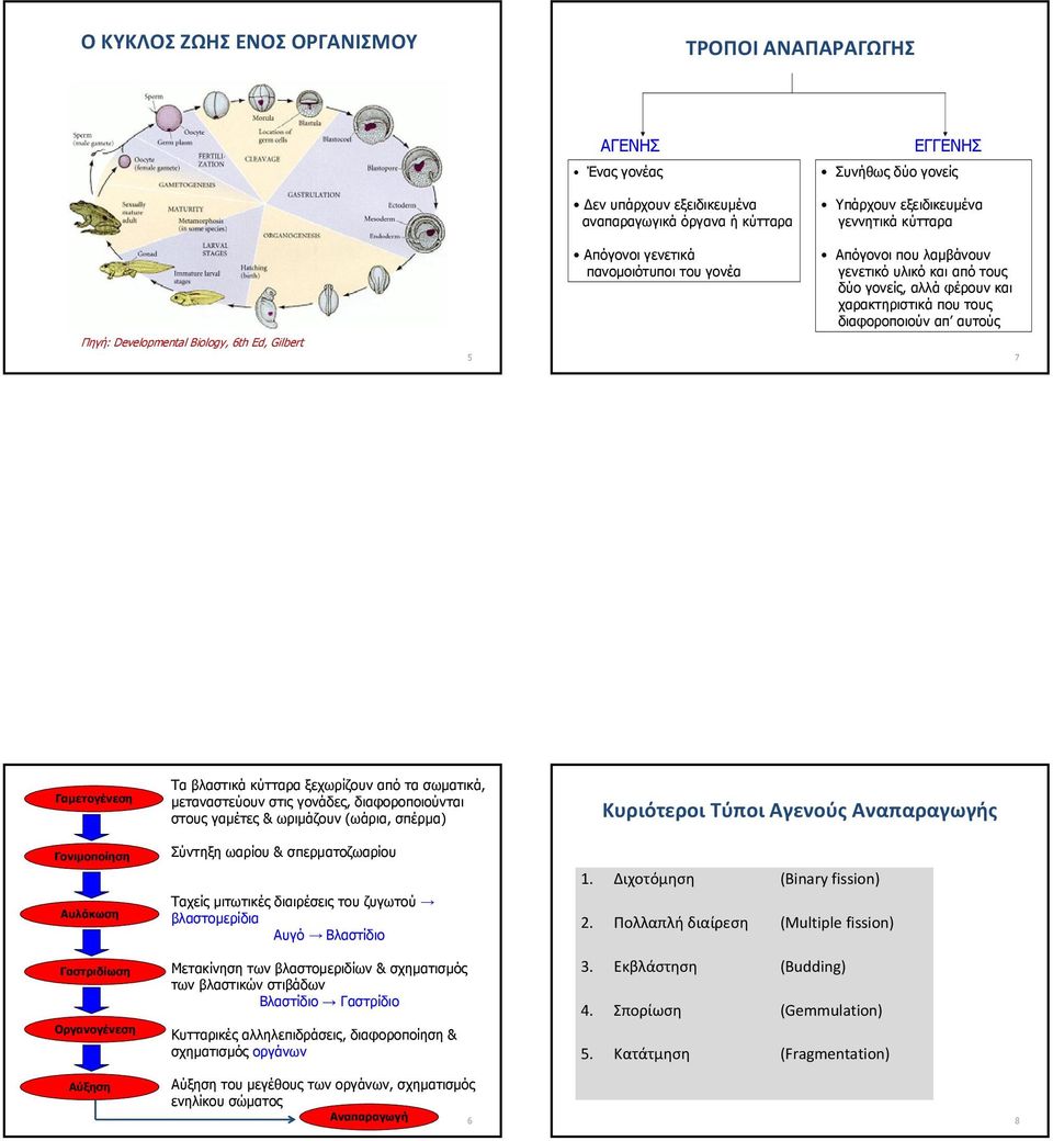 αυτούς 7 Γαμετογένεση Γονιμοποίηση Αυλάκωση Γαστριδίωση Οργανογένεση Τα βλαστικά κύτταρα ξεχωρίζουν από τα σωματικά, μεταναστεύουν στις γονάδες, διαφοροποιούνται στους γαμέτες & ωριμάζουν (ωάρια,