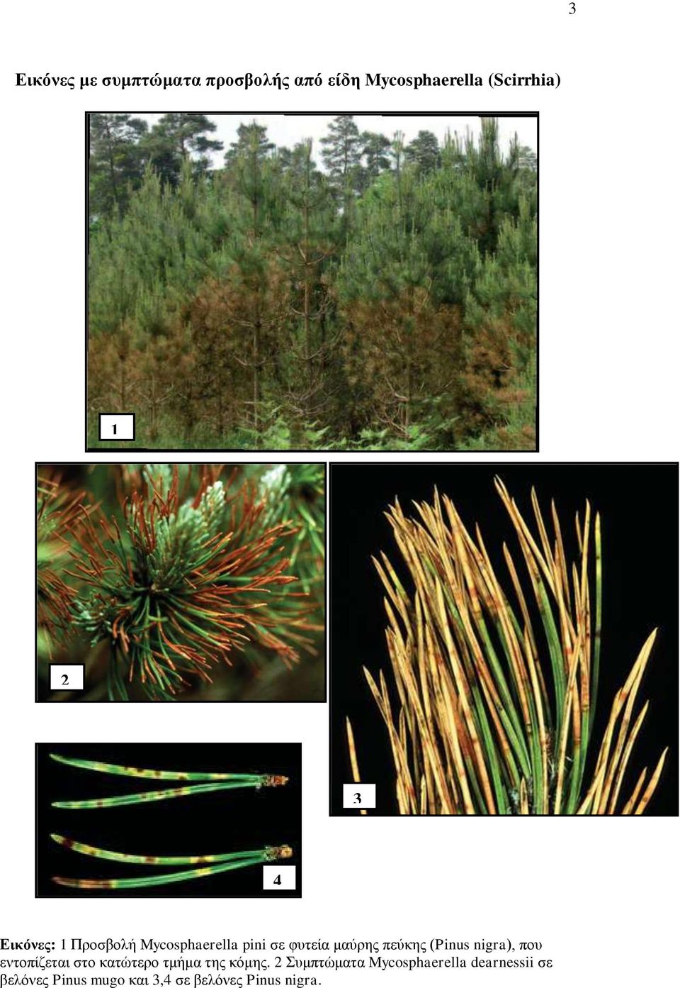 (Pinus nigra), πνπ εληνπίδεηαη ζην θαηψηεξν ηκήκα ηεο θφκεο.